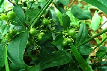 Liệu uống chè vằng lợi sữa giảm cân có đúng sự thật như lời đồn?