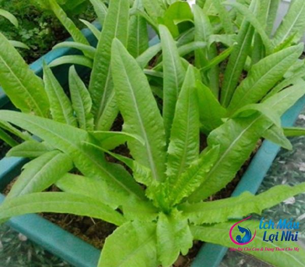 Muốn lợi sữa, đừng bỏ qua rau diếp nếp xanh trong vườn nhà