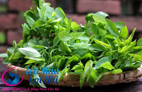 Rau ngot – giải pháp cho sữa mẹ bị nóng!